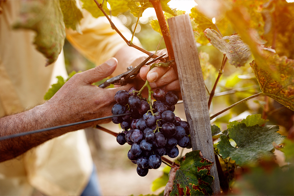 Esplorando i Vini Toscani: I Tesori Nascosti della Nostra Carta dei Vini